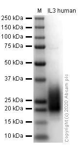 SDS-PAGE - Recombinant human IL-3 protein (Active) (AB259404)