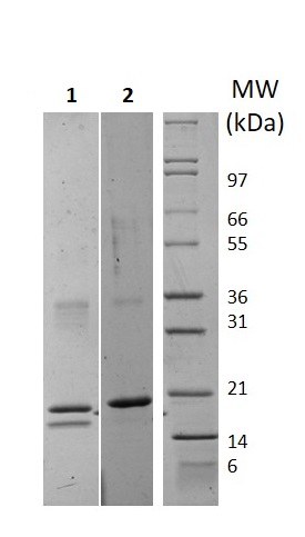 SDS-PAGE - Recombinant human IL-32 protein (Active) (AB256059)