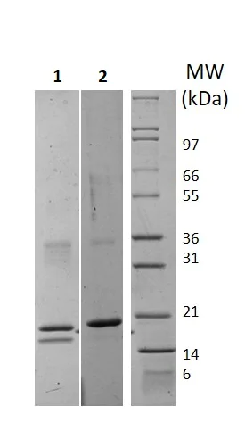 SDS-PAGE - Recombinant human IL-32 protein (Active) (AB256059)