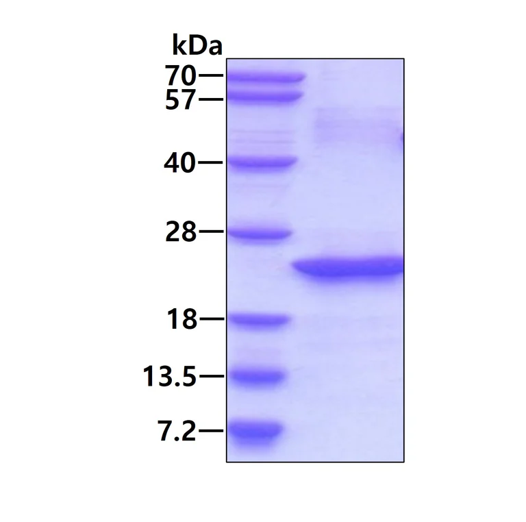 SDS-PAGE - Recombinant Human IL-32 protein (AB85327)