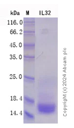 SDS-PAGE - Recombinant Human IL-32 Protein Standard (His tag) (AB316522)
