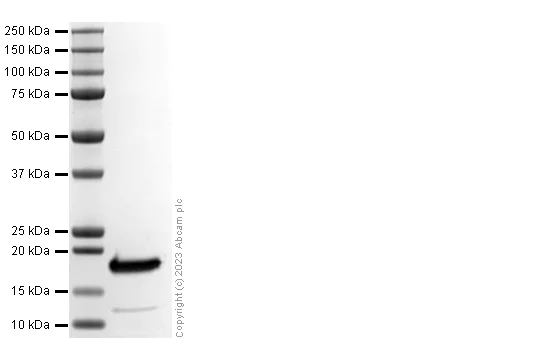 SDS-PAGE - Recombinant Human IL-33 Protein (AB310319)