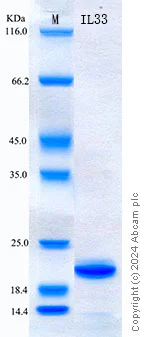 SDS-PAGE - Recombinant Human IL-33 Protein Standard (His tag) (AB316595)