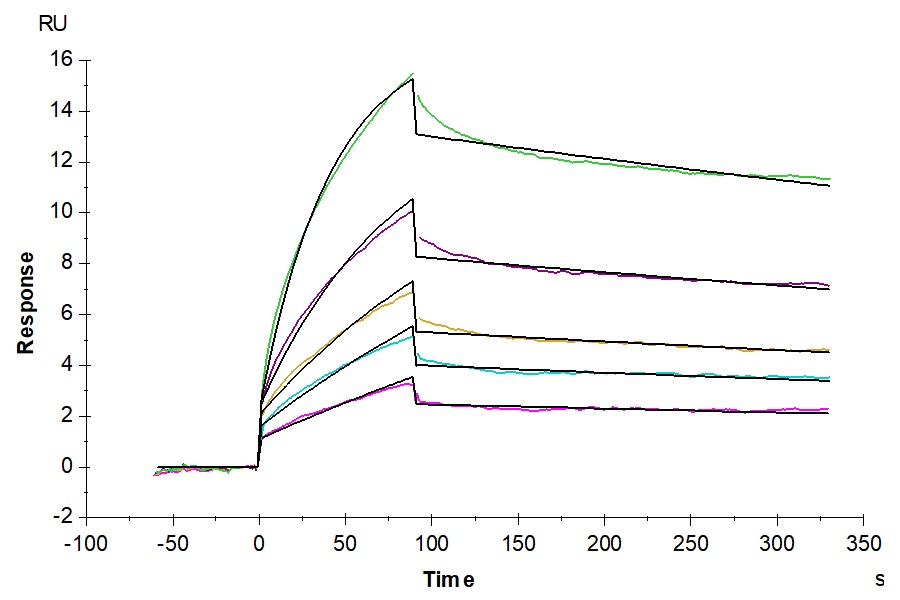 Recombinant Human IL-37 (Active) protein