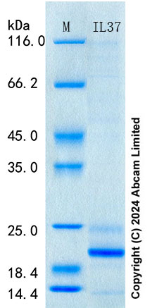 SDS-PAGE - Recombinant Human IL-37 Protein Standard (AB316671), expandable thumbnail