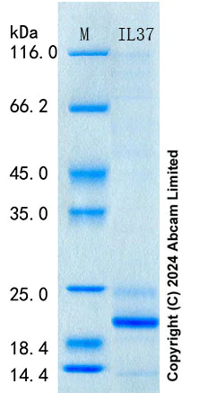 SDS-PAGE - Recombinant Human IL-37 Protein Standard (AB316671)