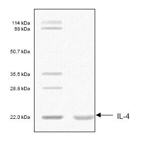 SDS-PAGE - Recombinant Human IL-4 protein (AB53342)