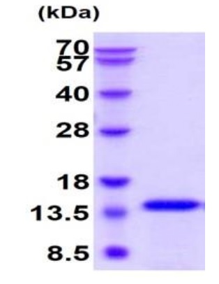 SDS-PAGE - Recombinant human IL-4 protein (Active) (AB222347), expandable thumbnail