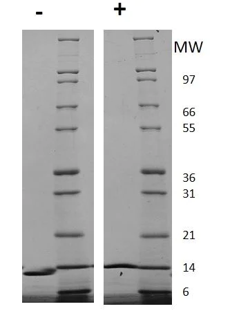 SDS-PAGE - Recombinant human IL-4 protein (Active) (AB269147)