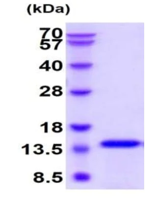 SDS-PAGE - Recombinant human IL-4 protein (Active) (Tag Free) (AB222347)