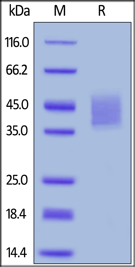 Recombinant human IL-4R protein