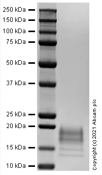 SDS-PAGE - Recombinant Human IL-5 protein (Active) (AB283427)