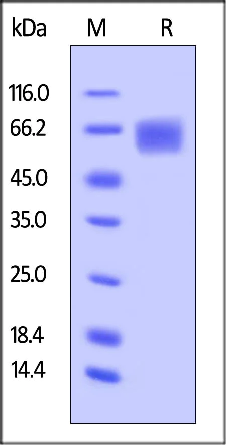 SDS-PAGE - Recombinant human IL-6R protein (AB167742)