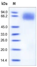 SDS-PAGE - Recombinant human IL-6R protein (AB167742)