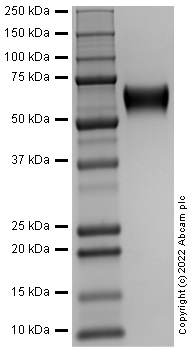 SDS-PAGE - Recombinant Human IL-6R protein (AB302448)