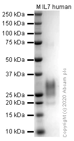SDS-PAGE - Recombinant human IL-7 protein (Active) (AB259382)