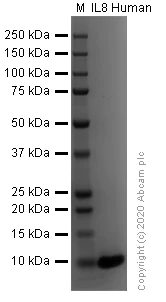 SDS-PAGE - Recombinant human IL-8 protein (Active) (AB259397)