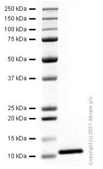 SDS-PAGE - Recombinant Human IL-8 protein (Active) (AB281790)