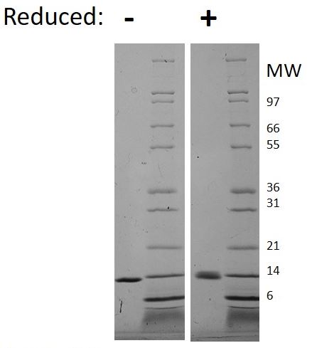 SDS-PAGE - Recombinant human IL-9 protein (Active) (AB269250)