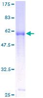 Recombinant Human IL-9R protein