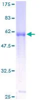 SDS-PAGE - Recombinant Human IL-9R protein (GST tag N-Terminus) (AB132052)