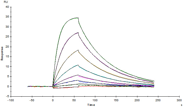 Functional Studies - Recombinant human IL2 Receptor beta/p75 protein (Active) (AB174003), expandable thumbnail