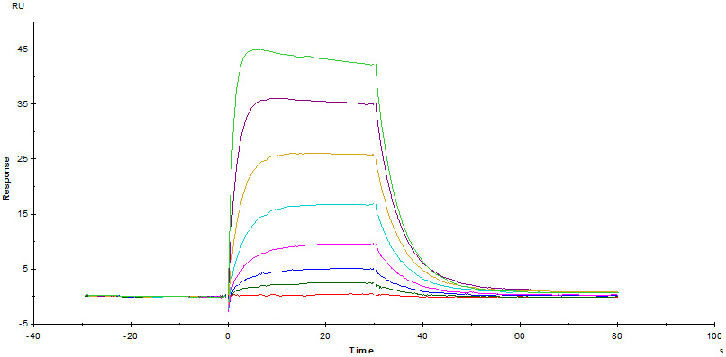 Functional Studies - Recombinant human IL2 Receptor beta/p75 protein (Active) (AB174003), expandable thumbnail