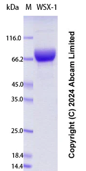 SDS-PAGE - Recombinant Human IL27RA/WSX-1 Protein Standard (His tag) (AB323011)