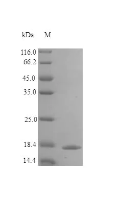 SDS-PAGE - Recombinant human IL36 alpha/IL-1F6 protein (Active) (AB243775)