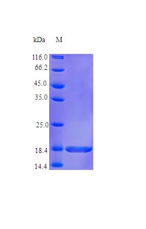 Recombinant human IL36 gamma/IL-1F9 protein (Active)