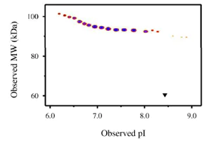 Functional Studies - Recombinant Human IL3RA/CD123 protein (Fc Chimera) (AB88358)