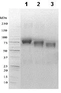 SDS-PAGE - Recombinant Human IL3RA/CD123 protein (Fc Chimera) (AB88358)