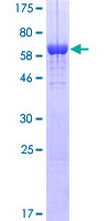 SDS-PAGE - Recombinant Human ILF2/NF45 protein (GST tag N-Terminus) (AB132371)