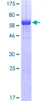 SDS-PAGE - Recombinant Human ILF2/NF45 protein (GST tag N-Terminus) (AB132371)