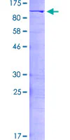 SDS-PAGE - Recombinant Human ILF3 protein (GST tag N-Terminus) (AB132543)