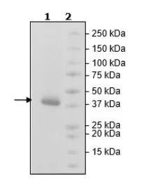 SDS-PAGE - Recombinant Human ILT-3 protein (Avi tag C-Terminus + His tag C-Terminus) (AB271597)