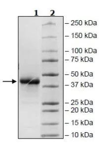 SDS-PAGE - Recombinant Human ILT-3 protein (Biotin) (Avi tag C-Terminus + His tag C-Terminus) (AB271596)