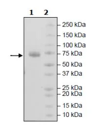 SDS-PAGE - Recombinant Human ILT-4 protein (Avi tag C-Terminus + His tag C-Terminus) (AB271594)