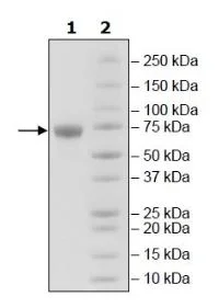 SDS-PAGE - Recombinant Human ILT-4 protein (Biotin) (Avi tag C-Terminus + His tag C-Terminus) (AB271595)