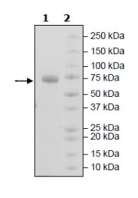SDS-PAGE - Recombinant Human ILT-4 protein (Tagged) (AB271594), expandable thumbnail
