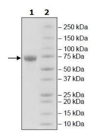 SDS-PAGE - Recombinant Human ILT-4 protein (Tagged) (Biotin) (AB271595), expandable thumbnail
