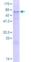 SDS-PAGE - Recombinant Human ILT-7 protein (GST tag N-Terminus) (AB161681)