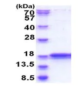 SDS-PAGE - Recombinant Human IMMP2L protein (His tag N-Terminus) (AB183255)