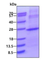 SDS-PAGE - Recombinant Human IMP3 protein (denatured) (His tag N-Terminus) (AB139801)