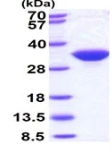 SDS-PAGE - Recombinant Human IMPA1 protein (His tag N-Terminus) (AB99519)