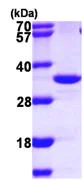 SDS-PAGE - Recombinant Human IMPA2 protein (AB104020)