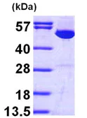 SDS-PAGE - Recombinant Human IMPDH1 protein (His tag N-Terminus) (AB97410)