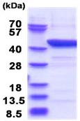 SDS-PAGE - Recombinant Human Indoleamine 2, 3-dioxygenase protein (AB181930)