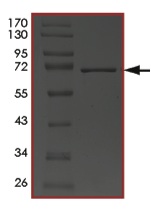 SDS-PAGE - Recombinant Human Indoleamine 2, 3-dioxygenase protein (AB204138)