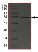 SDS-PAGE - Recombinant Human Indoleamine 2, 3-dioxygenase protein (AB204138)